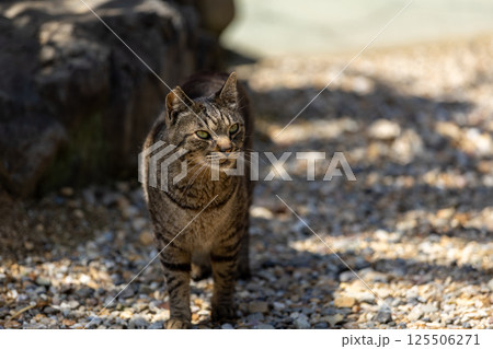野良猫 125506271