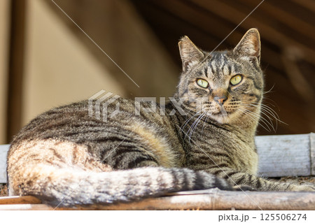 野良猫 125506274