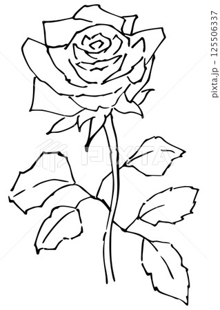 薔薇の線画のイラスト素材 ベクター 薔薇の線画のイラスト素材 ベクター 125506337