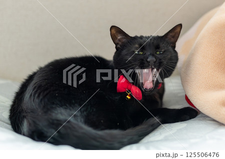 黒猫 黒猫 125506476