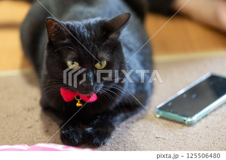 黒猫 黒猫 125506480