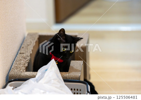 黒猫 黒猫 125506481