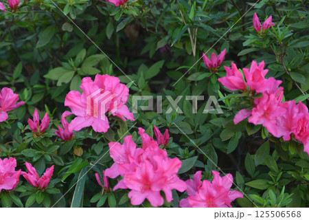 赤い花 赤い花 125506568