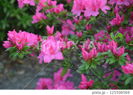 赤い花 赤い花 125506569