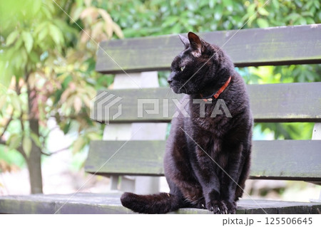 ベンチで休む黒猫 125506645