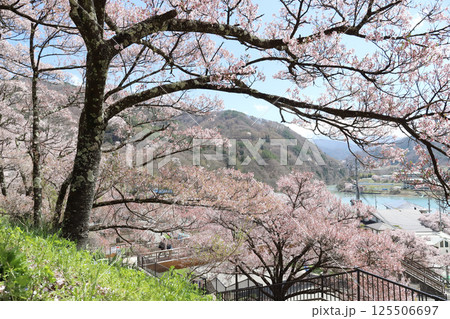 高遠城址公園 桜の季節(長野県 高遠町) 高遠城址公園 桜の季節(長野県 高遠町) 125506697