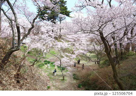 高遠城址公園 桜の季節（長野県 高遠町） 125506704