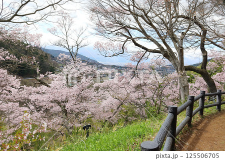 高遠城址公園 桜の季節（長野県 高遠町） 125506705
