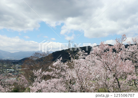 高遠城址公園 桜の季節(長野県 高遠町) 高遠城址公園 桜の季節(長野県 高遠町) 125506707