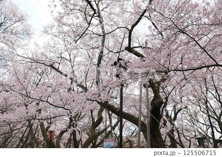 高遠城址公園 桜の季節(長野県 高遠町) 高遠城址公園 桜の季節(長野県 高遠町) 125506715