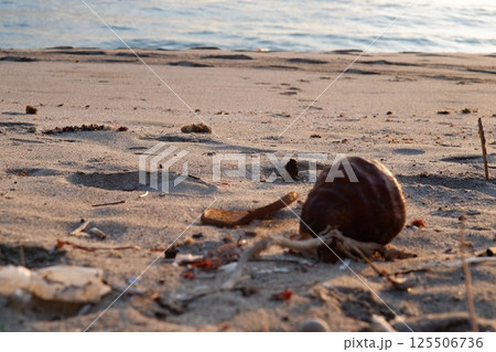 coconuts drying on the beach sand in the afternoon coconuts drying on the beach sand in the afternoon 125506736