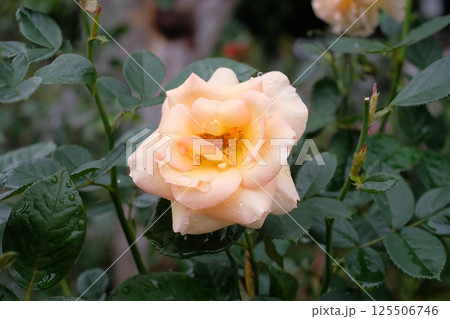 アプリコットカラーのバラ 125506746