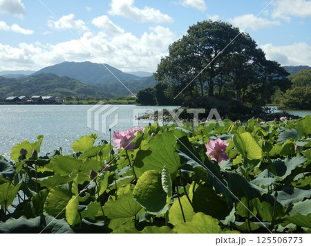 池に浮かぶ蓮の花 125506773