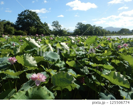 池に浮かぶ蓮の花 125506774