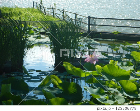 池に浮かぶ蓮の花 池に浮かぶ蓮の花 125506779