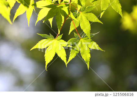 青紅葉 125506816
