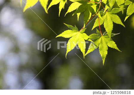 青紅葉 青紅葉 125506818