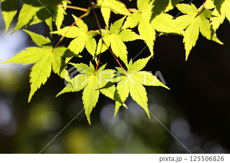 青紅葉 青紅葉 125506826