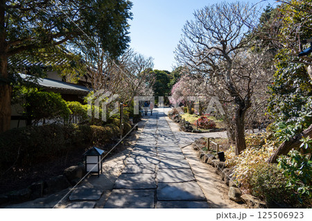 鎌倉 長谷寺 金色提灯の山門 鎌倉 長谷寺 金色提灯の山門 125506923