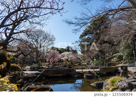 鎌倉 長谷寺 金色提灯の山門 鎌倉 長谷寺 金色提灯の山門 125506934