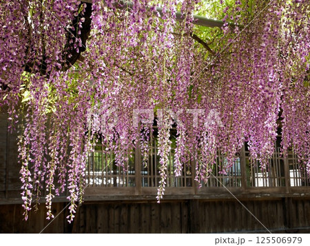 石藤崎八幡宮の藤の花 (熊本県山鹿市) 石藤崎八幡宮の藤の花 (熊本県山鹿市) 125506979