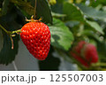 赤く熟したイチゴ 125507003