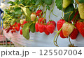 いちご狩り農園のイチゴ 125507004