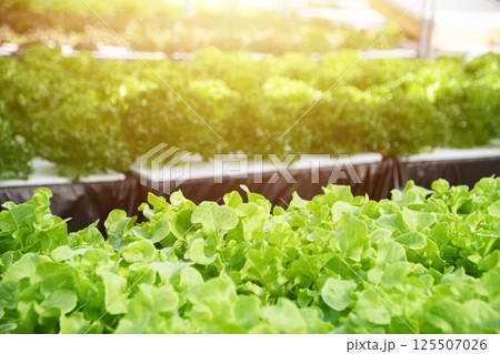 Hydroponic organic vegetable farm, soilless farming Hydroponic organic vegetable farm, soilless farming 125507026
