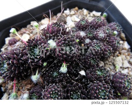 センペルビウム　ブラウンアイ 125507132