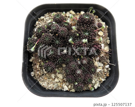 センペルビウム　ブラウンアイ 125507137