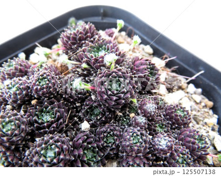 センペルビウム　ブラウンアイ 125507138