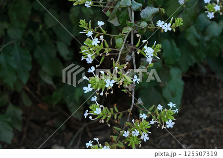 ラオス、シェンクワーン県ポーンサワン周辺の花 ラオス、シェンクワーン県ポーンサワン周辺の花 125507319