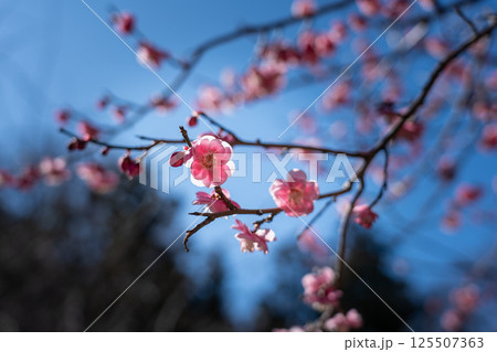 鎌倉　妙本寺　総門 125507363