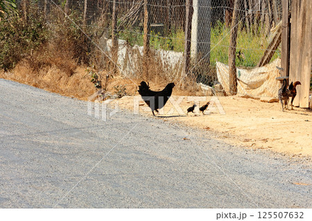 ラオス、シェンクワーン県ポーンサワン周辺、鶏の散歩 ラオス、シェンクワーン県ポーンサワン周辺、鶏の散歩 125507632