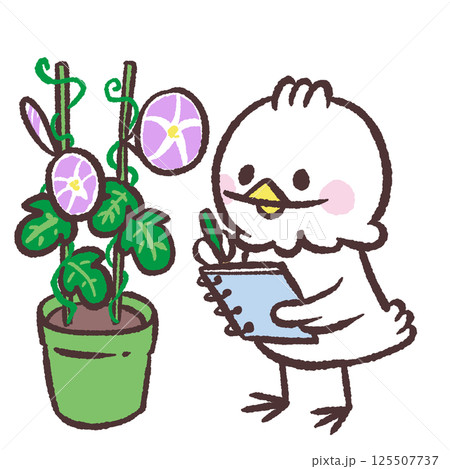 朝顔を記録する白い鳥のイラスト 朝顔を記録する白い鳥のイラスト 125507737