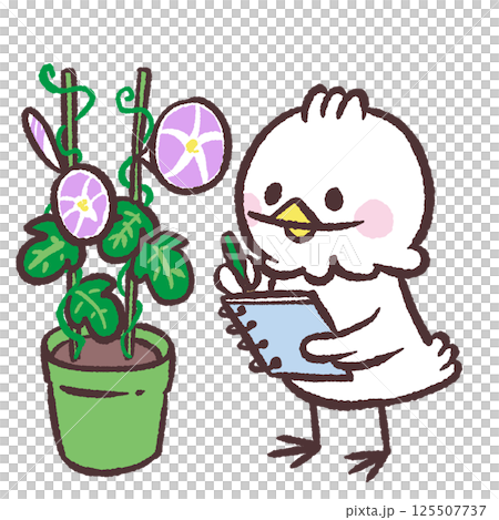 朝顔を記録する白い鳥のイラスト 朝顔を記録する白い鳥のイラスト 125507737