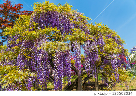 あしかがフラワーパーク 125508034