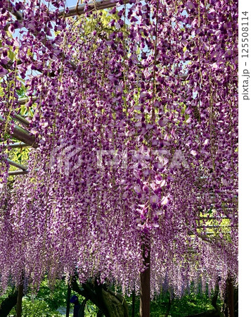 満開の五万石藤〈岡崎城公園/愛知県岡崎市〉 満開の五万石藤〈岡崎城公園/愛知県岡崎市〉 125508114