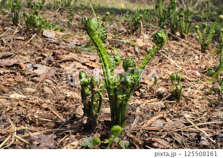 春を告げる山菜こごみ 125508161