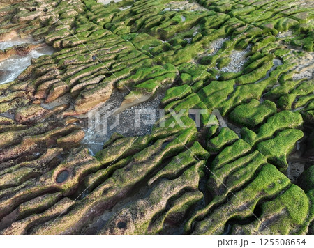 台湾 クロ－ズアップ クローズアップ 125508654