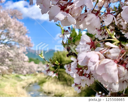 小川の岸辺を彩る満開の桜並木(小彼岸桜)〈名倉川/愛知県設楽町〉 125508665