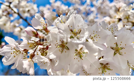 青空に映える満開の桜(神代曙)〈岡崎城公園/愛知県岡崎市〉 125508666