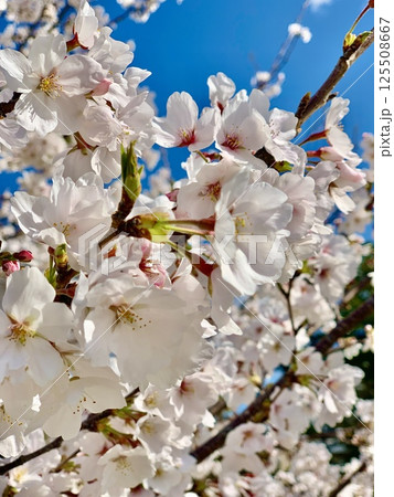 青空に映える満開の桜〈岡崎城公園/愛知県岡崎市〉 125508667