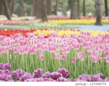 春爛漫！カラフルなチューリップ畑｜赤・白・黄色に咲き誇る花の楽園 125508778