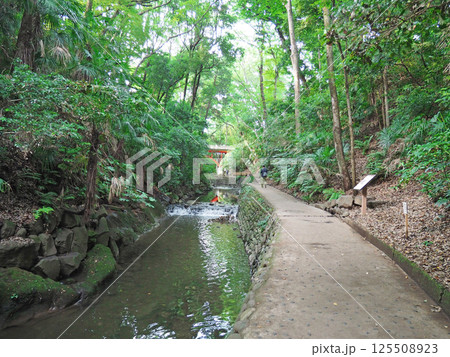 川のある風景。等々力渓谷。 125508923