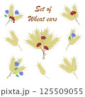 Set of wheat, vector illustration 125509055