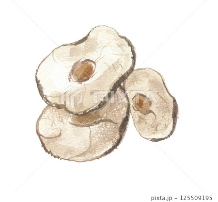 水彩で描いたマツホド　茯苓　ブクリョウ 125509195