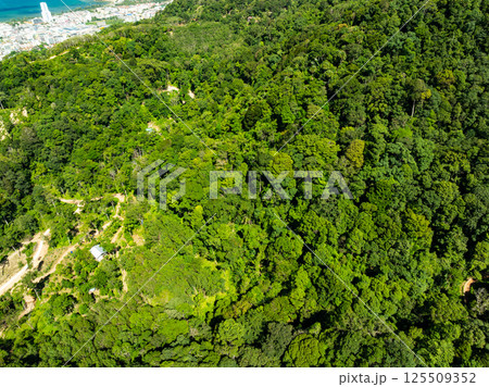 Top view green forest trees background, Beautiful green nature background Top view green forest trees background, Beautiful green nature background 125509352