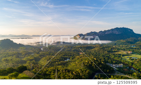 Top view green forest trees background, Beautiful green nature background 125509395