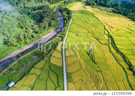 Beautiful aerial view of rice paddy field in Bo Kluea District Small village nestled in forested northern valley of pure air and pristine rivers in Nan province of Thailand Amazing drone view 125509399